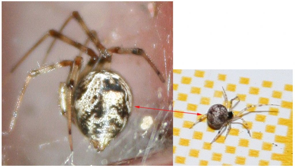 Parasteatoda sp. - Basso Piave (VE)